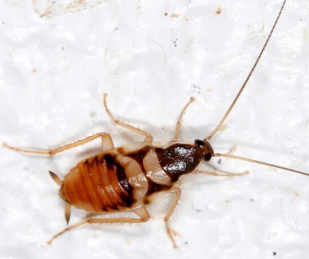 Brown-banded cockroach